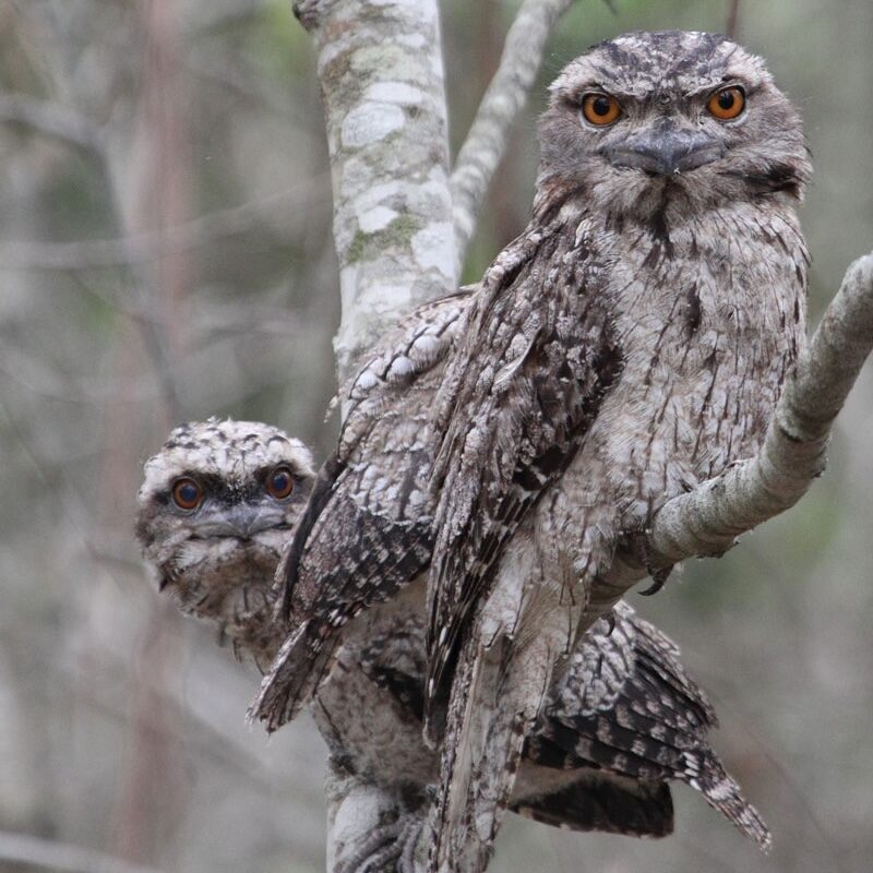 TawnyFrogmouth_DMetters